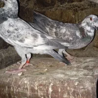 کبوتر‌|پرنده|کوه چنار, |دیوار