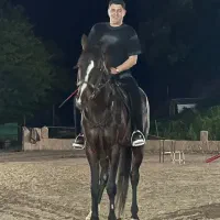 حیوان|اسب و تجهیزات اسبسواری|سرخرود, |دیوار