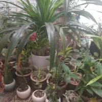 گل ناز پاندانوس  پتوس وگلهای آویزورونده|گل و گیاه طبیعی|نیشابور, شهرک فرهنگیان|دیوار