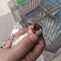 سهره نرضمانتی