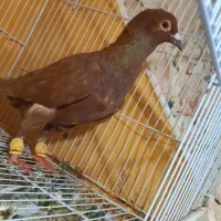 کفتر بوم  تعدادی