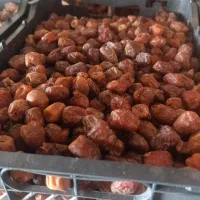 فروش خرما|خوردنی و آشامیدنی|منوجان, |دیوار