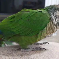 طوطی گرینچیک