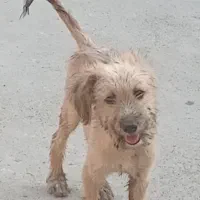 اشپیتز تریر|سگ|بندرعباس, |دیوار