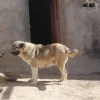 ماده‌سگ‌افغان