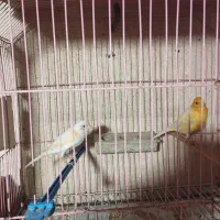 جفت قناری آماده تخم|پرنده|تربت جام, عیدی آباد|دیوار