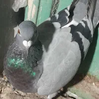 کبوتر  فراری  شازده
