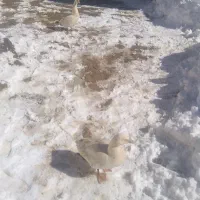 غوغاز. معاوضه با مرغ