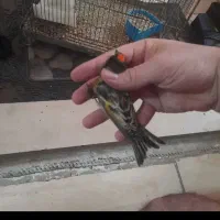 گلبسر قناری|پرنده|رامهرمز, |دیوار