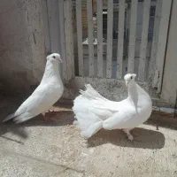 دم چتری سفید جفت