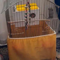 قفس کاسکویی کاملا  سالم و تمیر