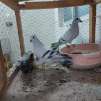 کفتر شامی عروسک|پرنده|مشهد, شهرک مهرگان|دیوار