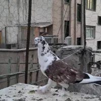 کبوتر کله دم سیاه سوسکی کاکلی پاپر