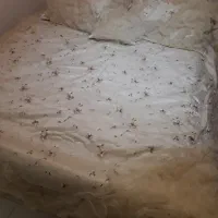 روتختی دونفره
