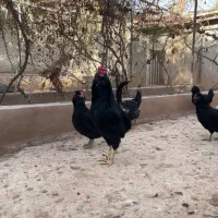 تخم گلین فول مشکی ریشو چهل تاج استثنائی