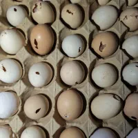 تخم‌مرغ گلپایگان نوک زده  و شکسته