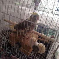 عروس هلندی ماده|پرنده|ری, فیروزآباد|دیوار