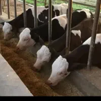 کارگر گاوداری با بیمه