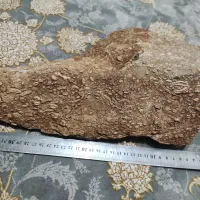 فسیل صدف و گندم