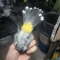 سهره|پرنده|فردیس, شهرک شهید حسینی|دیوار