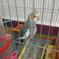 عروس نر دستی خوشگل صاف..شش ماهه