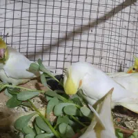 سربندر|پرنده|شادگان, |دیوار