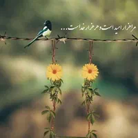 مرغ عشق زیبا وخوشرنگ