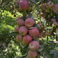 نمایندگی رسمی نهال میوه در غرب نهال|خدمات باغبانی و درختکاری|بروجرد, |دیوار