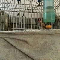 سهره بخون به شرت جلوت میخونه بد ببر