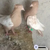 کبوتر سینه زرد