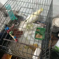 عروس لتینو مولد|پرنده|قم, شهرک مهدیه (مدرس)|دیوار