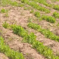 کشاورزی گیاه دارویی