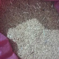 کبوتر گندم فروشی