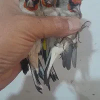 سهره سینه سرخ سهره کرمونی|پرنده|مشهد, شهرک بهارستان|دیوار