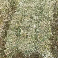یونجه چین دوم
