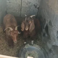 فروش یک کهره نر ویک گیسه