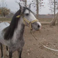 اسب مادیان کرد چهار سال