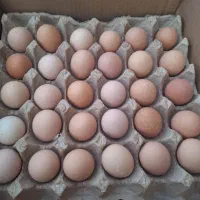 تخم مرغ رسمی