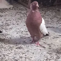 کفتر .کبوتر|پرنده|مشهد, انصار|دیوار