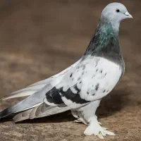 کبوتر جوجه کاغذی خالدار گم شده