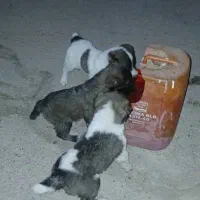 سگ پنج ماهه و دو ماهه آدمی|سگ|بوئین زهرا, |دیوار