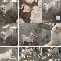 سگ نر پاکوتاه نژادشیومی|سگ|زرند, |دیوار