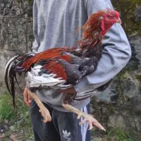 خروس لاری ۲/۵ سال.