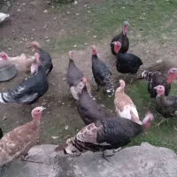 فروش بوقلمون وقاز محلی|حیوانات مزرعه|لیسار, |دیوار