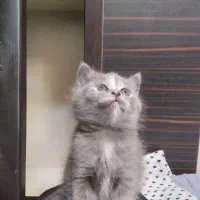 گربه های پرشین نر وماده بالغ.سفیدماده شناسنامه دار|گربه|شبستر, |دیوار