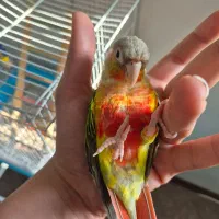 گرینچیک اناناسی|پرنده|فردیس, نگارستان|دیوار