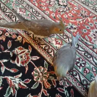 4تا جوجه عروس هلندی|پرنده|کرمان, |دیوار