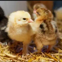 جوجه محلی. و. اردک 15روزه واکسن خورده|حیوانات مزرعه|سبزوار, طبرسی (جعفرآباد)|دیوار