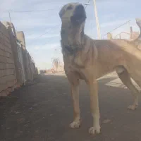 فروش سگ|سگ|شامکان, |دیوار