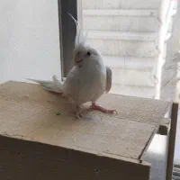 طوطی عروس آلبینو نر